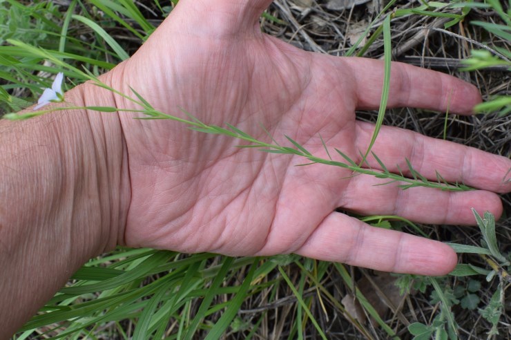 Linum bienne (Malpighiales - Linaceae)