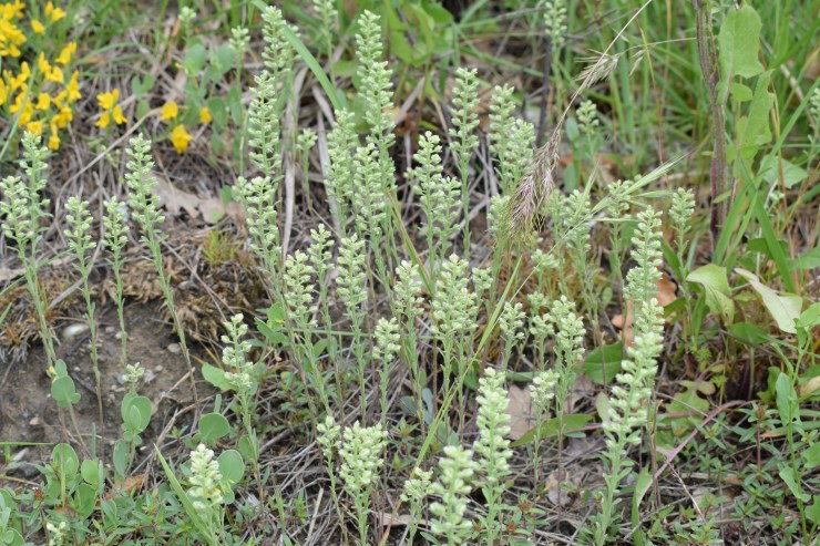 Alyssum alyssoides / Alisso annuo