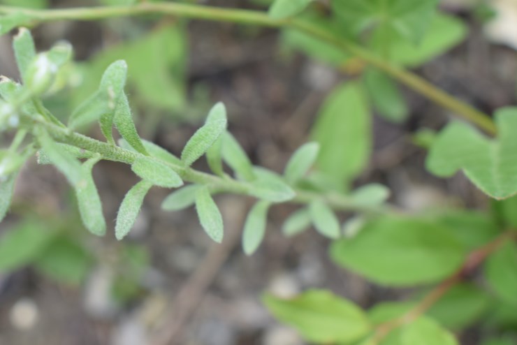 Alyssum alyssoides / Alisso annuo