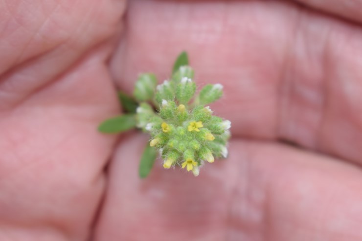 Alyssum alyssoides / Alisso annuo