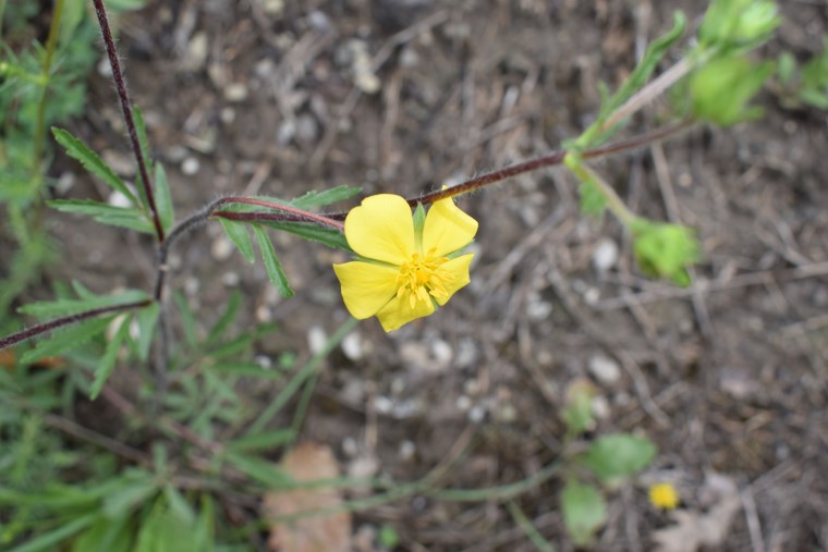 Potentilla pedata (Rosaceae)