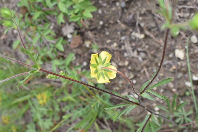 Potentilla pedata (Rosaceae)