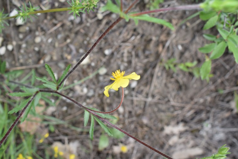 Potentilla pedata (Rosaceae)