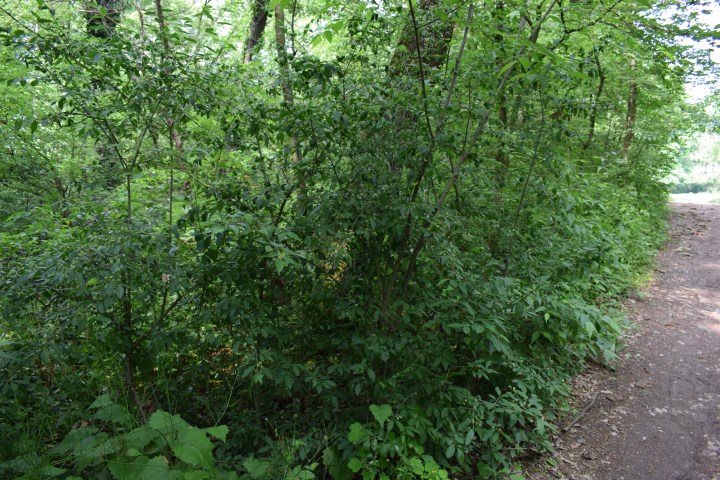 Euonymus europaeus L. (Celasteraceae)