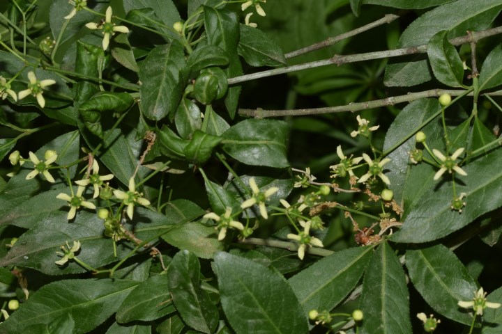 Euonymus europaeus L. (Celasteraceae)