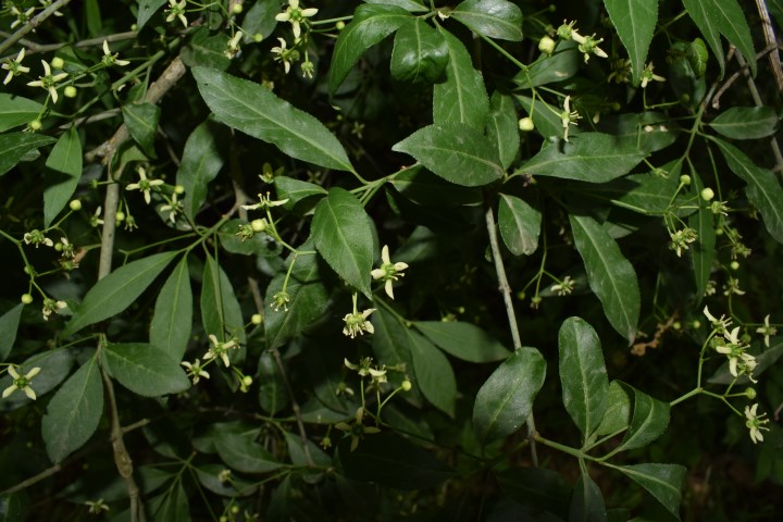 Euonymus europaeus L. (Celasteraceae)