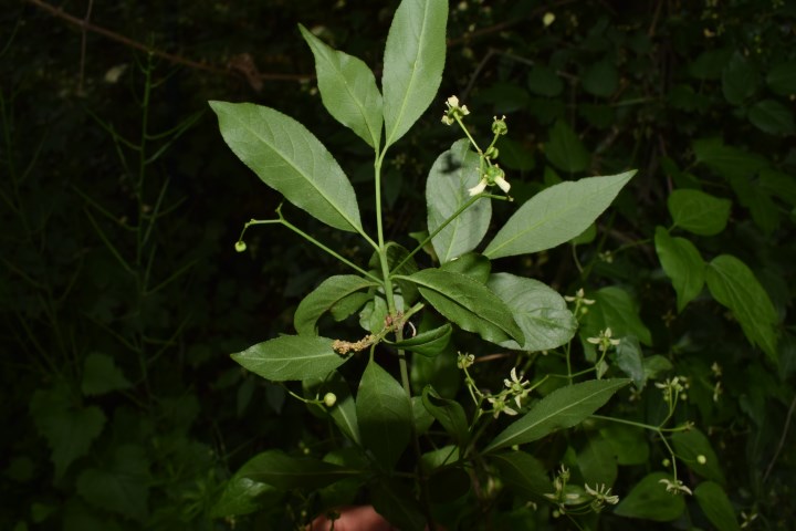 Euonymus europaeus L. (Celasteraceae)