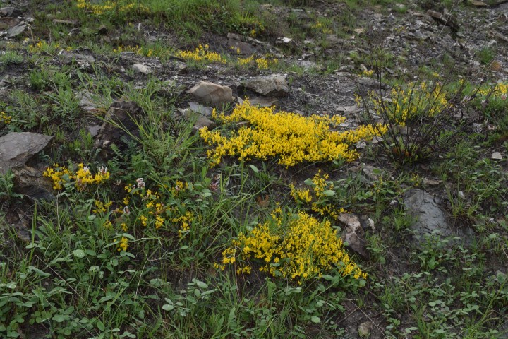 Genista januensis / Ginestra genovese