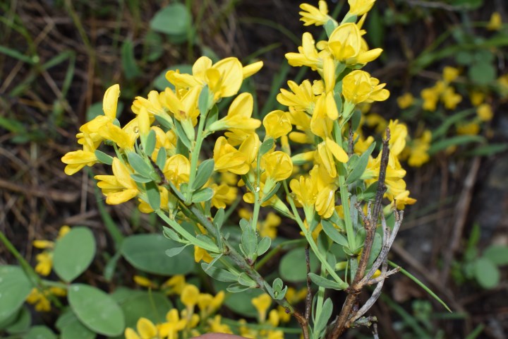 Genista januensis / Ginestra genovese