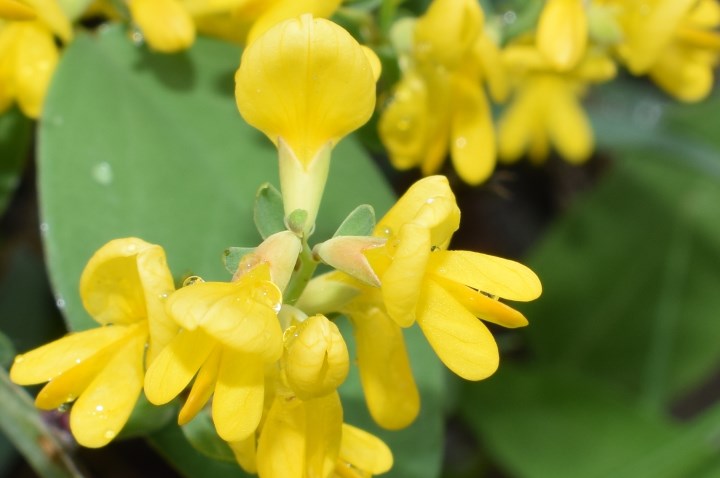 Genista januensis / Ginestra genovese