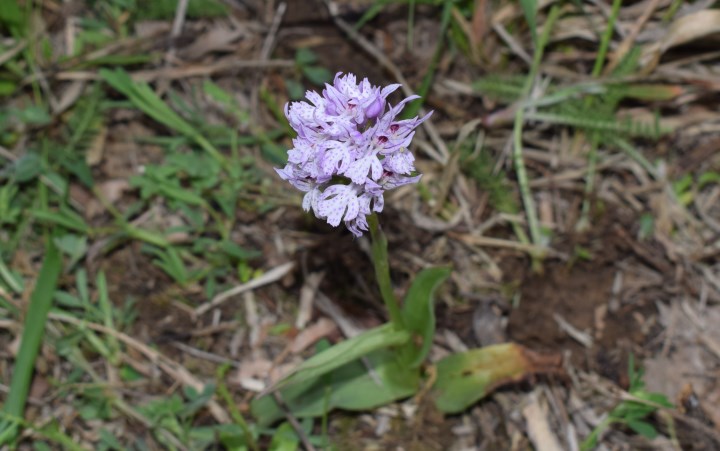 Neotinea tridentata