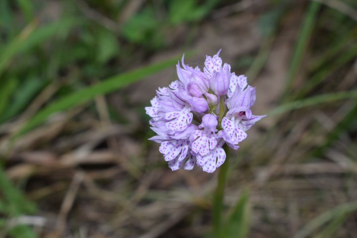 Neotinea tridentata