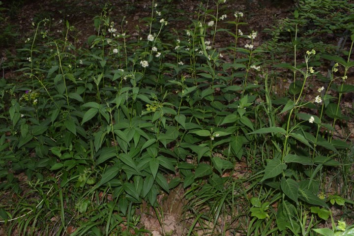 Vincetoxicum hirundinaria (Apocynaceae)