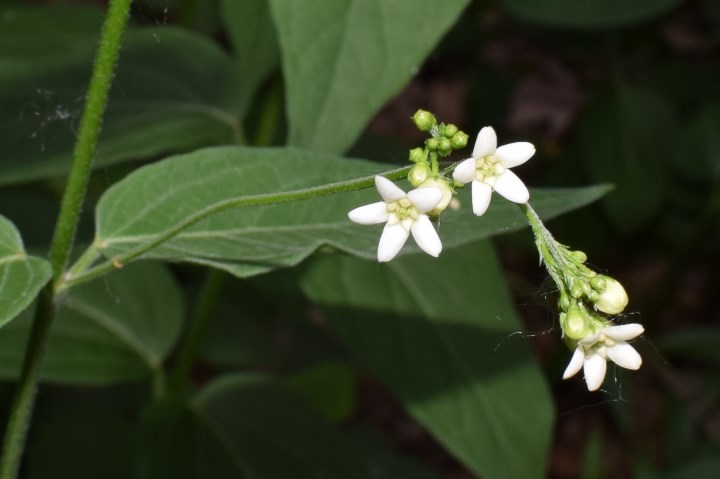 Vincetoxicum hirundinaria (Apocynaceae)