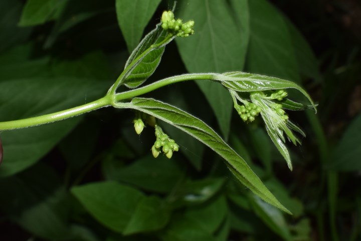 Vincetoxicum hirundinaria (Apocynaceae)