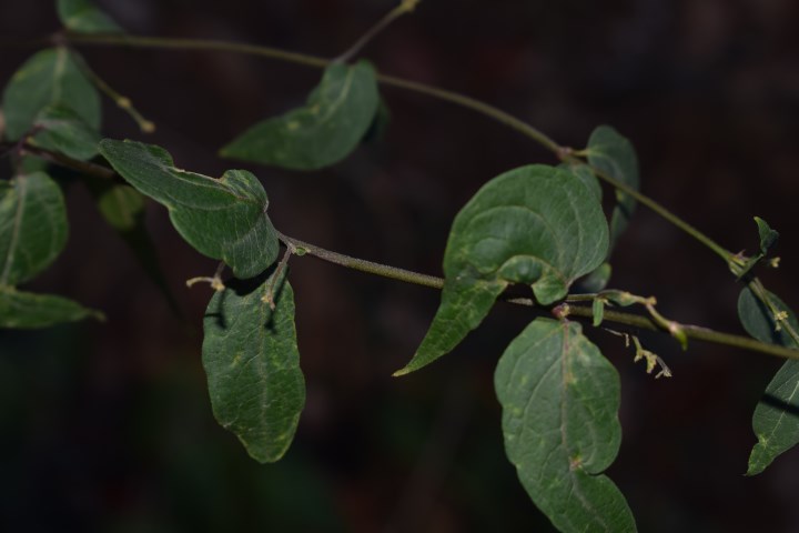 Vincetoxicum hirundinaria (Apocynaceae)