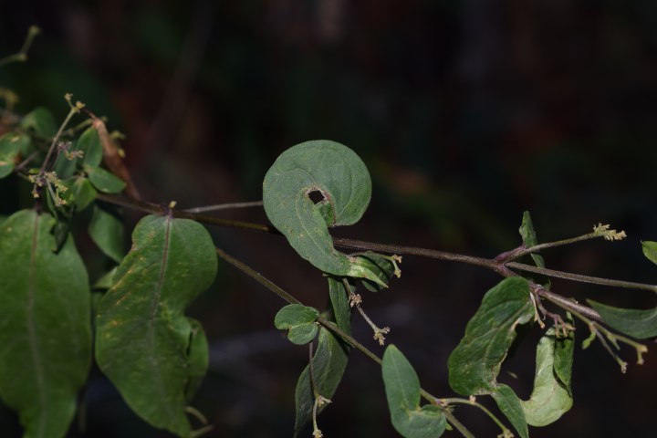 Vincetoxicum hirundinaria (Apocynaceae)