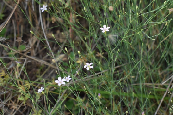 Petrorhagia saxifraga  (Caryophyllaceae)