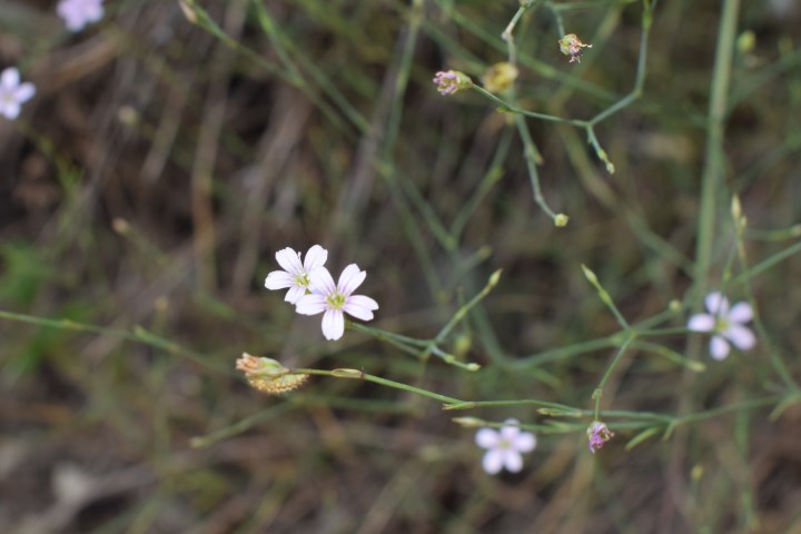 Petrorhagia saxifraga  (Caryophyllaceae)