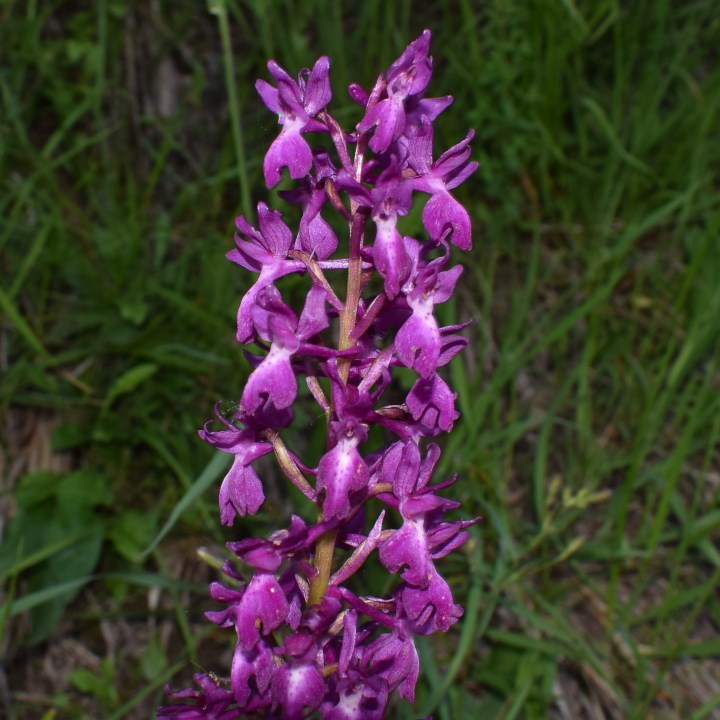 E'' Orchis mascula?