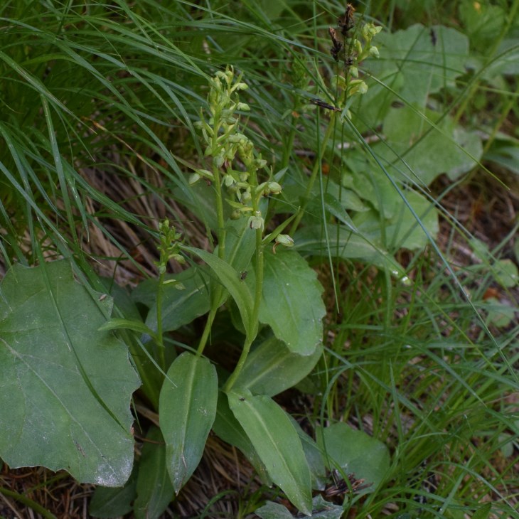 Coeloglossum viride