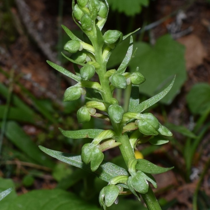 Coeloglossum viride