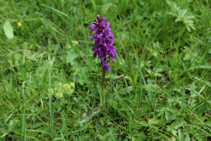 Dactylorhiza majalis