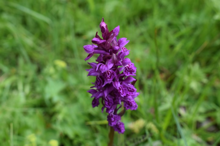 Dactylorhiza majalis