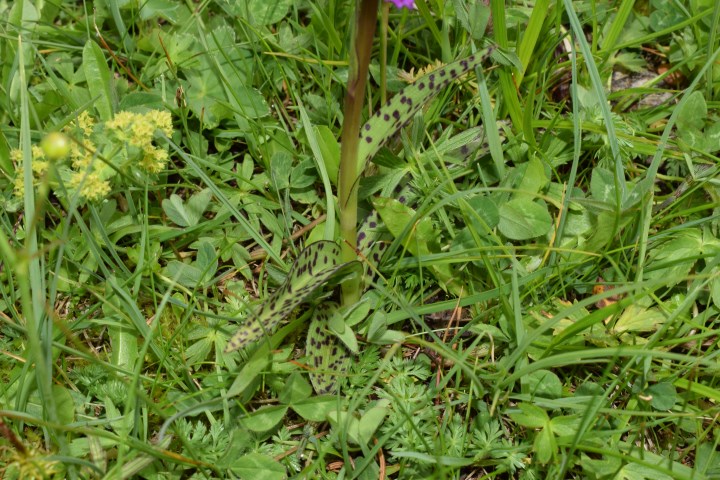 Dactylorhiza majalis