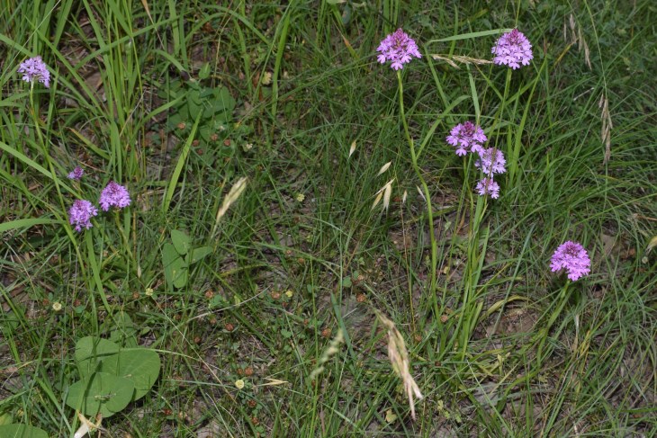 Anacamptis pyramidalis