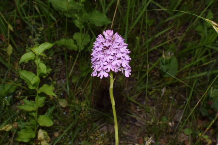 Anacamptis pyramidalis