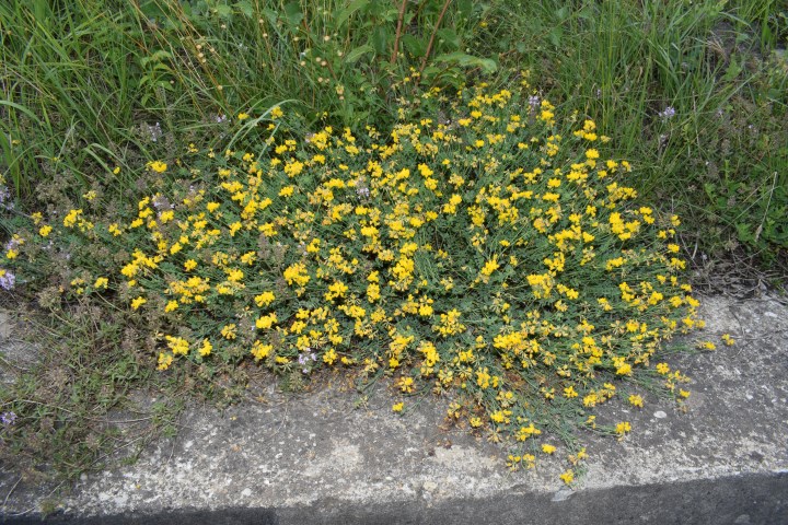 Coronilla cfr. minima