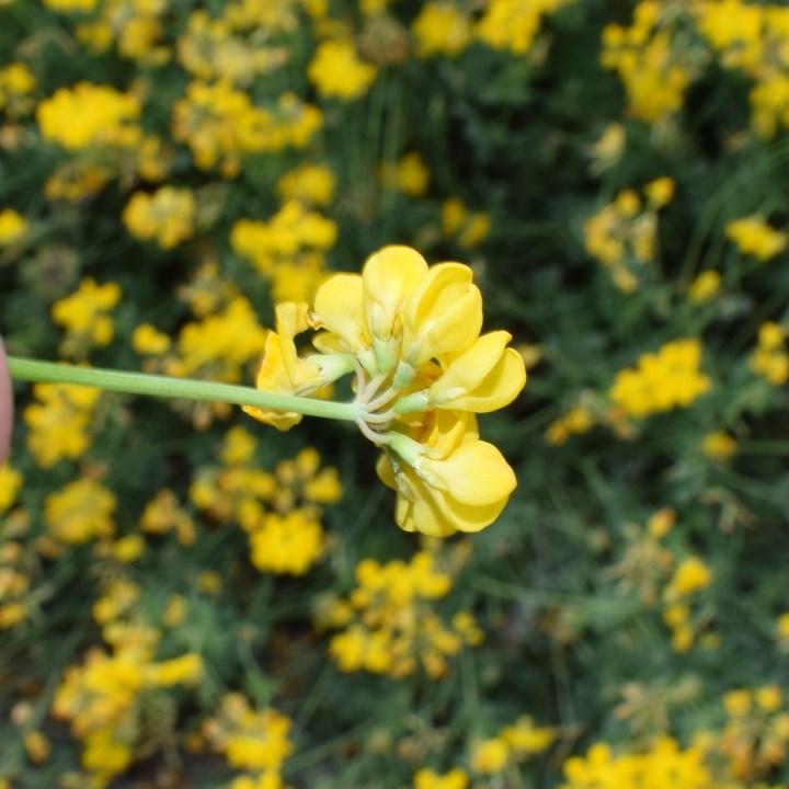 Coronilla cfr. minima