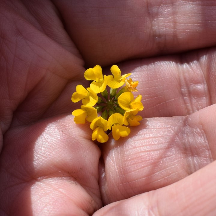 Coronilla cfr. minima