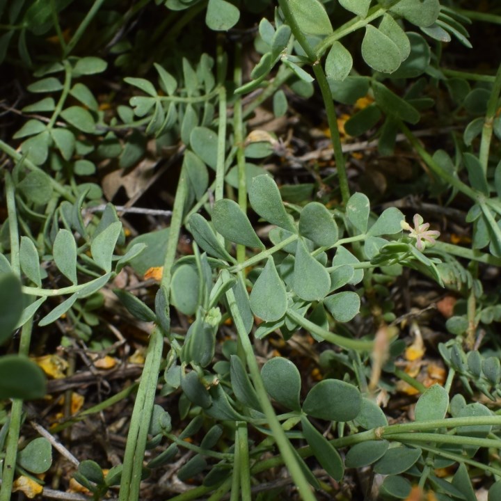 Coronilla cfr. minima