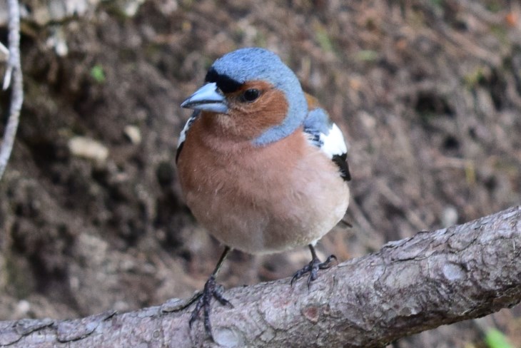 E'' un passero?  No, un Fringuello (Fringilla coelebs), maschio