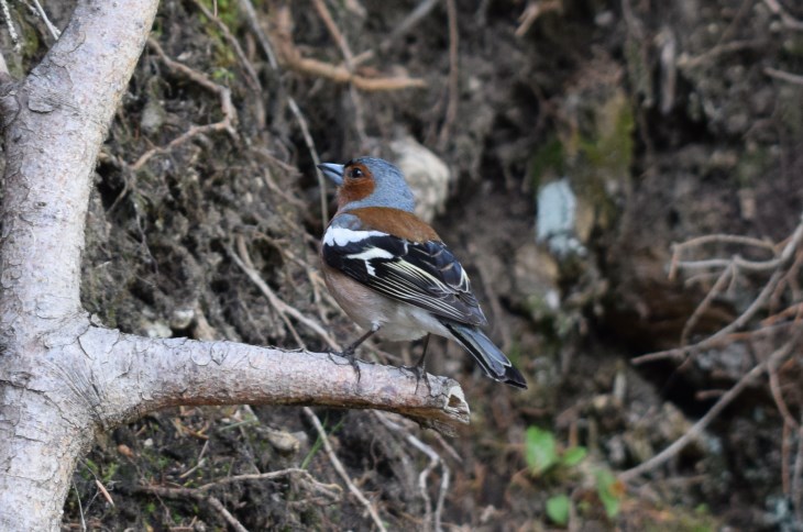 E'' un passero?  No, un Fringuello (Fringilla coelebs), maschio