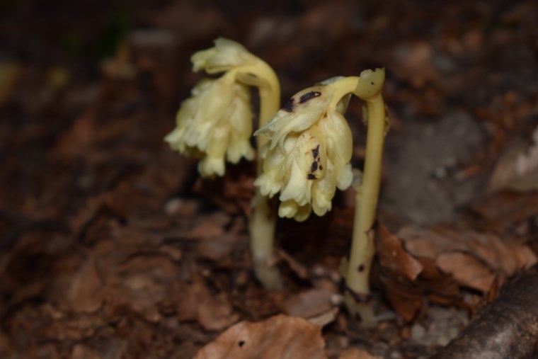 Monotropa hypopitys (Ericaceae)