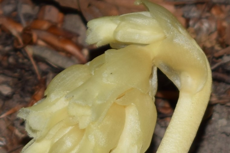 Monotropa hypopitys (Ericaceae)