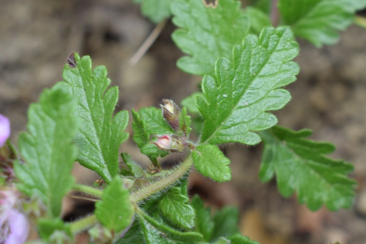 Teucrium chamaedrys