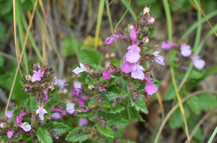 Teucrium chamaedrys