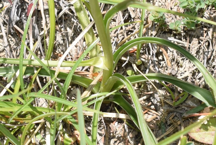 Gymnadenia odoratissima