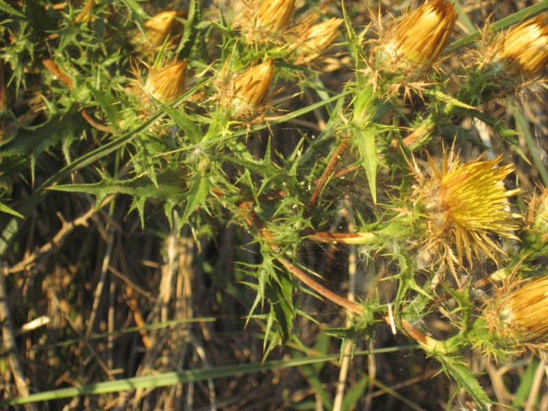 Carlina corymbosa