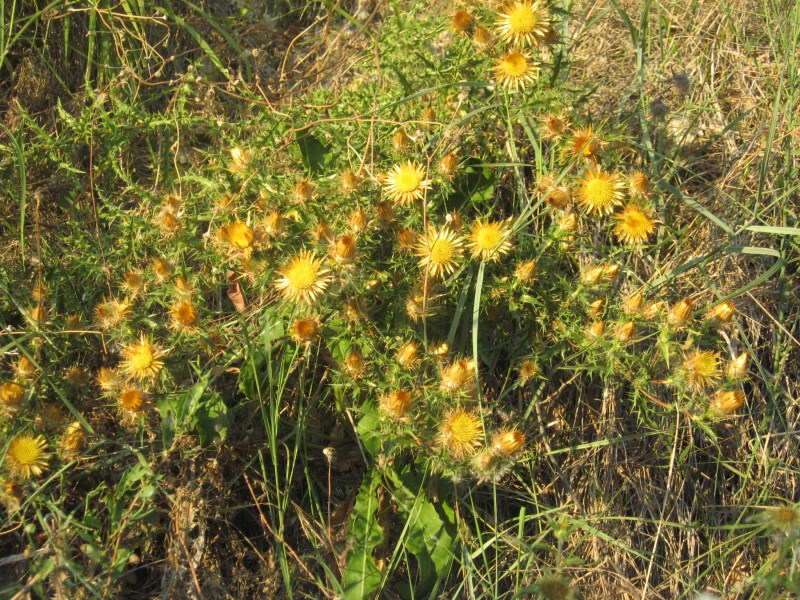 Carlina corymbosa