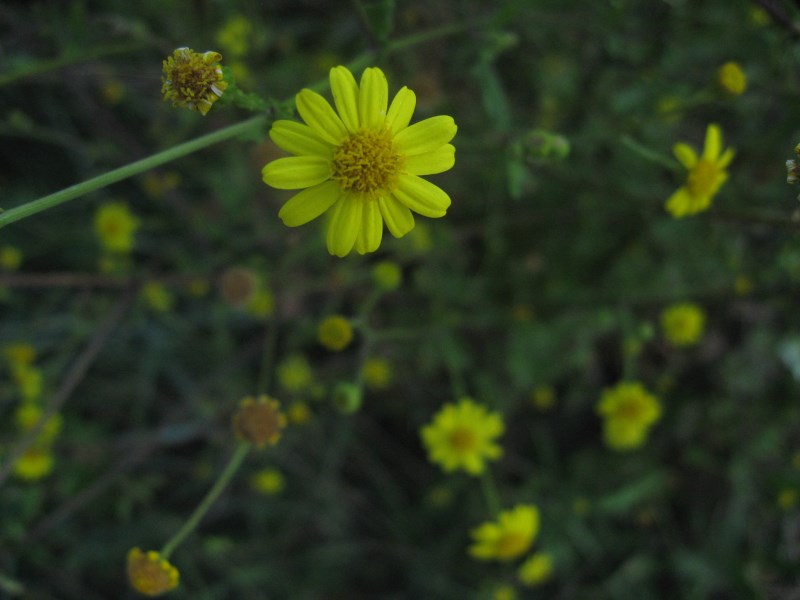 Jacobaea aquatica