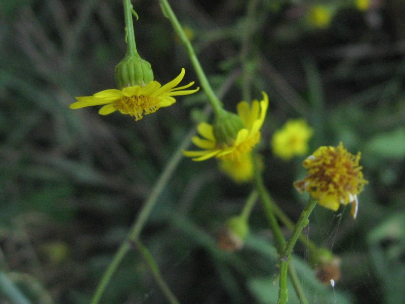 Jacobaea aquatica