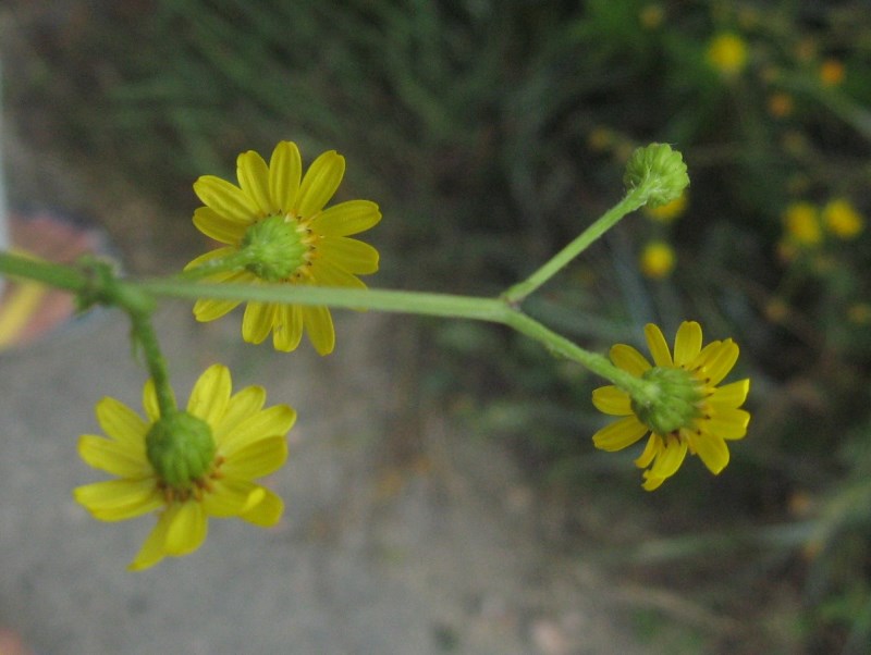 Jacobaea aquatica