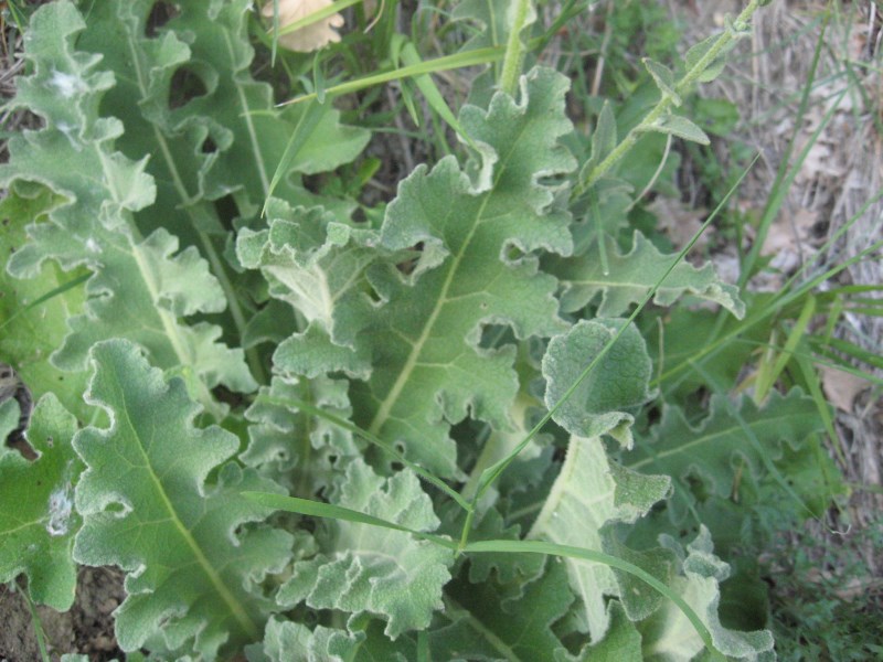 Verbascum sinuatum