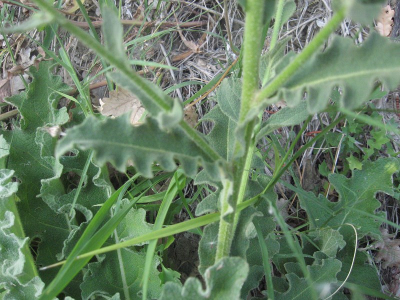 Verbascum sinuatum