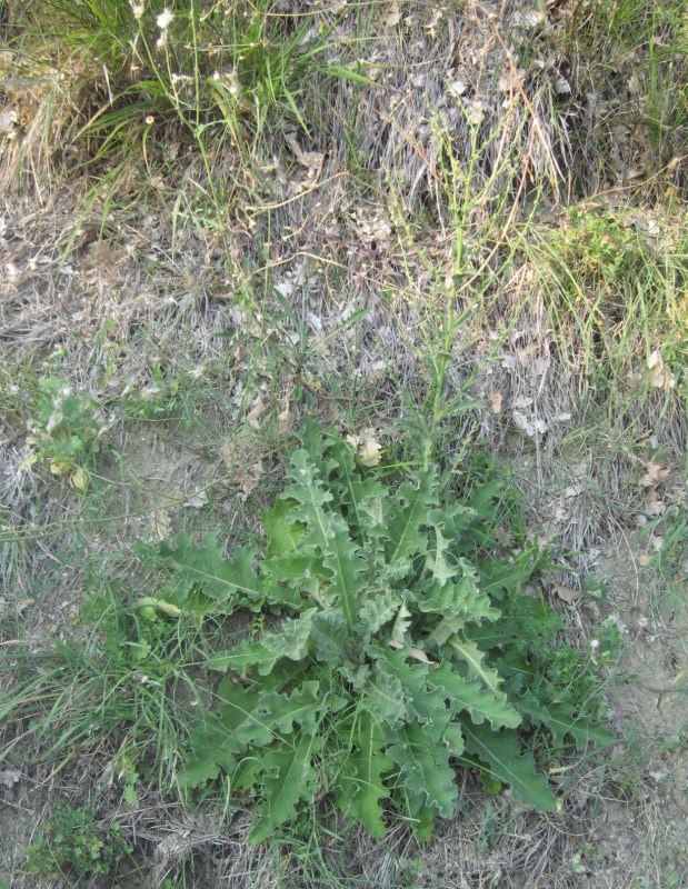 Verbascum sinuatum